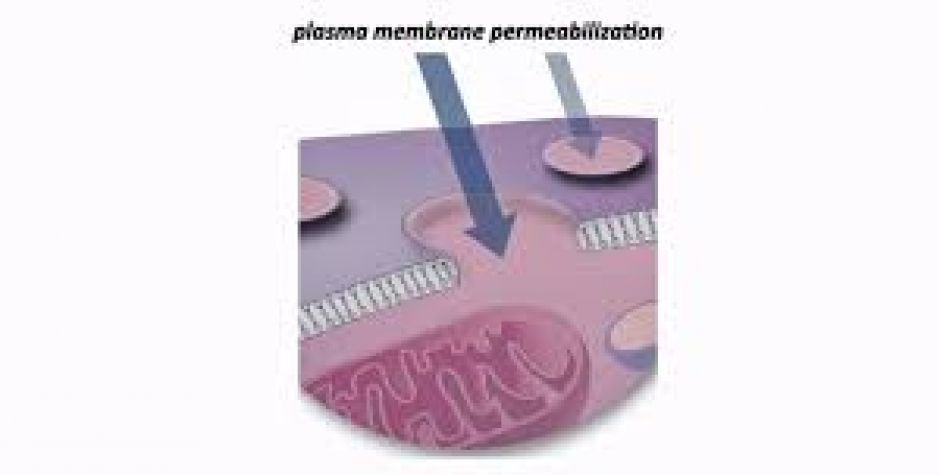Seahorse XF Plasma Membrane Permeabilizer