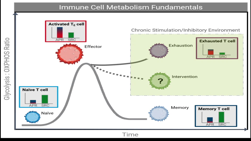 immune-cell-metabolism-fundamentals