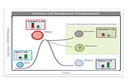 T Cell Immunometabolism Fundamentals 