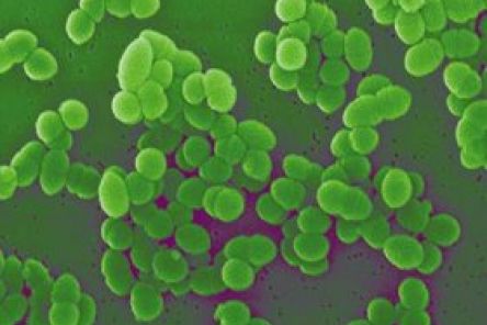 Příprava bakteriální DNA ze stolice