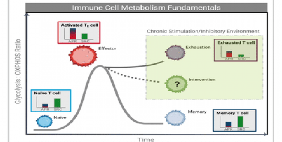  Seahorse XF T Cell Metabolic Profiling Kit