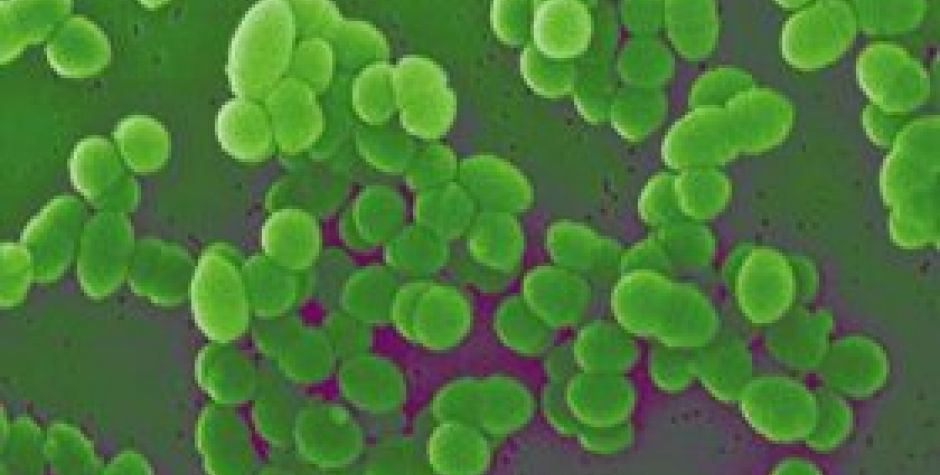 Příprava bakteriální DNA ze stolice